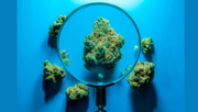 Cannabis Consumers Demand Quality