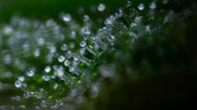 Close-up of tricomes with a dark background