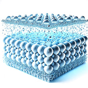 Illustration of a bound water layer with bubbles on a white background