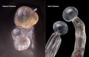 Comparison of ruptured and intact trichomes under a microscope.