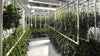 Indoor cannabis cultivation facility with plants hanging from the ceiling.