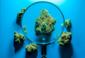 Cannabis Consumers Demand Quality