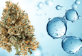 Cannabis bud with water droplets on blue background, symbolizing Cannatrol's precision control of water activity