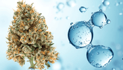 Cannabis bud with water droplets on blue background, symbolizing Cannatrol's precision control of water activity