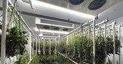 Maximize Profits with Cannatrol Commercial Drying and Curing Systems
