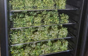 How to Load a Cool Cure For Perfect Cannabis Drying and Curing