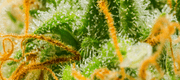 Cannabis Drying and Curing Made Simple