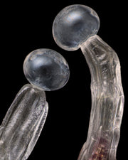 Close-up of trichomes on a black background