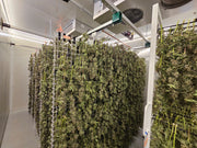 Indoor cannabis cultivation with plants on shelves in a controlled environment.