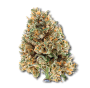 Close-up of a cannabis bud with orange trichomes on a white background