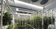 Indoor cannabis cultivation facility with plants hanging from the ceiling.