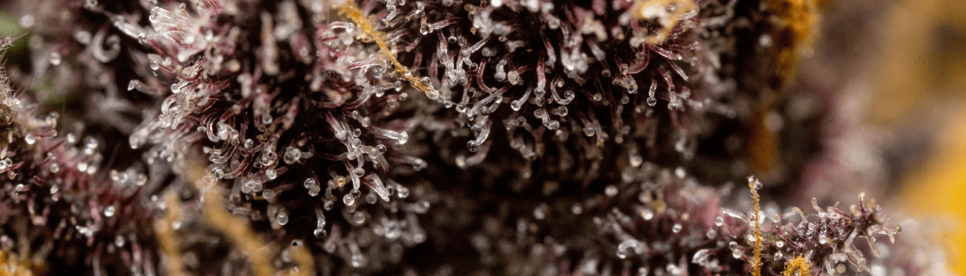 Close-up of a cannabis trichome bud with intricate details