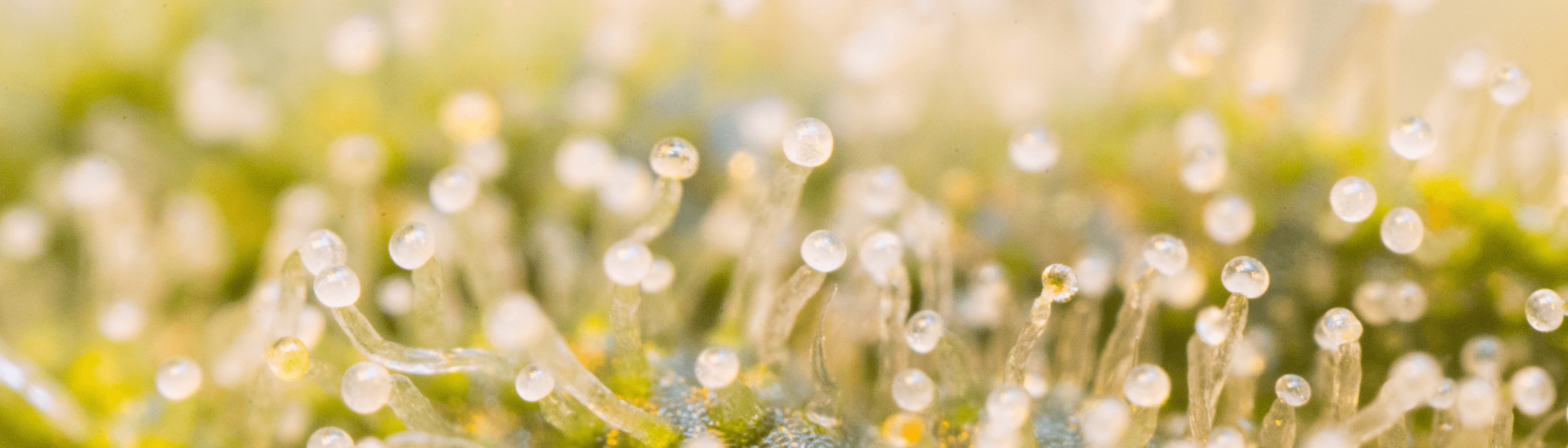 Close-up of trichomes with a blurred background