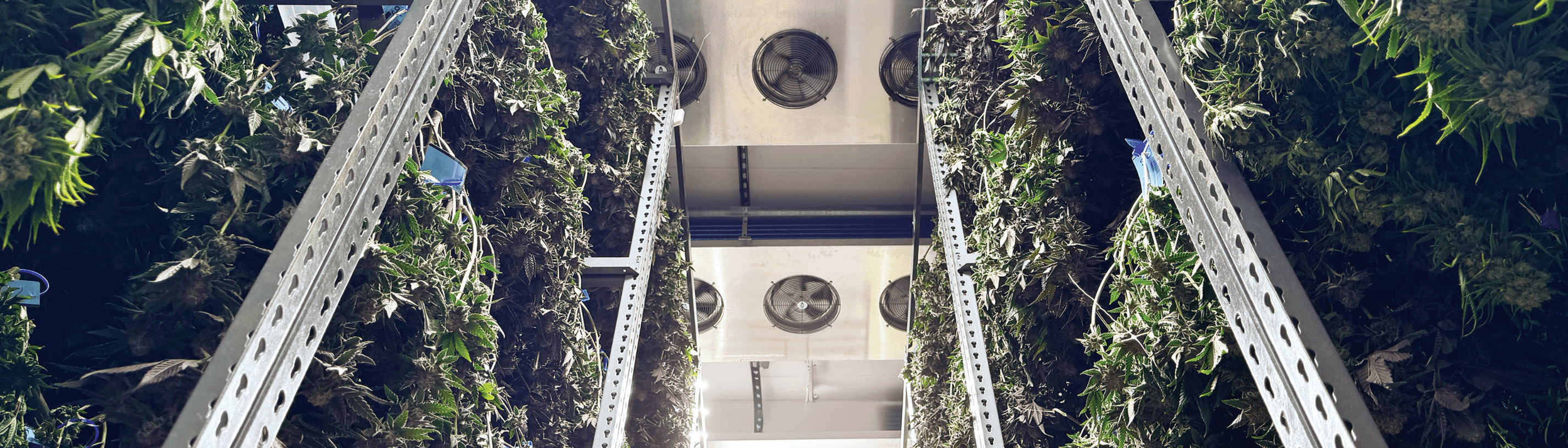 Aerial view of a modern cultivation ceiling with cannabis around it