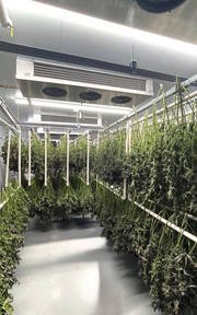 Indoor cannabis cultivation with plants hanging from the ceiling in a controlled environment.