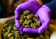 Purple gloves holding cannabis buds with a blurred background